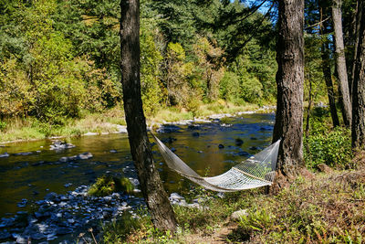 Scenic view of lake in forest