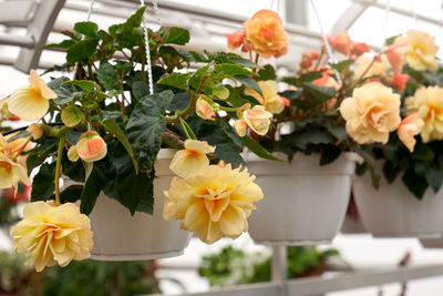 Close-up of flower vase on potted plant