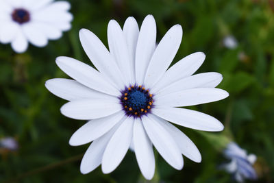 Close-up of white flower