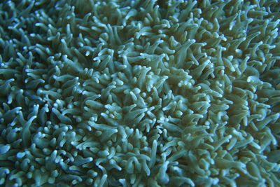 Full frame shot of coral in sea