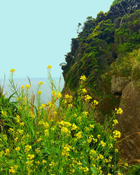 Yellow flowering plants and trees against clear sky