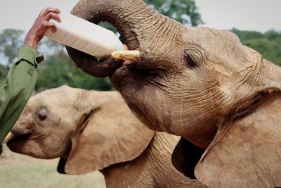Close-up of hand holding elephant