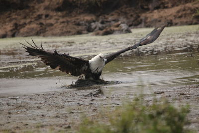 Close-up of eagle flying over water