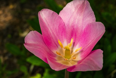 Close-up of pink flower