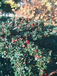 Close-up of red flowering plants