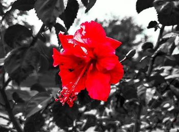 Close-up of red flower