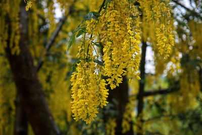Close-up of yellow flowering plant
