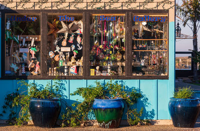 Potted plants at store