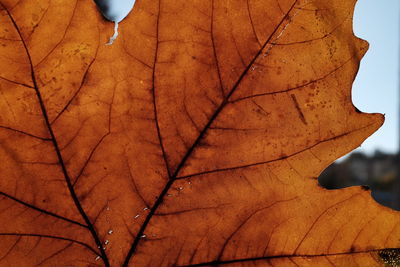 Close-up of autumn leaf