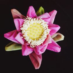 Close-up of pink water lily