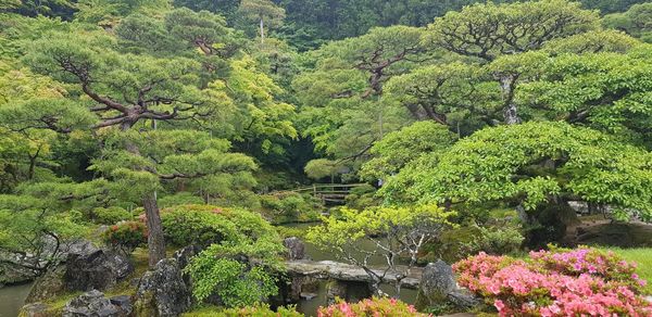 Scenic view of lake in forest