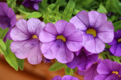 Close-up of purple flowers