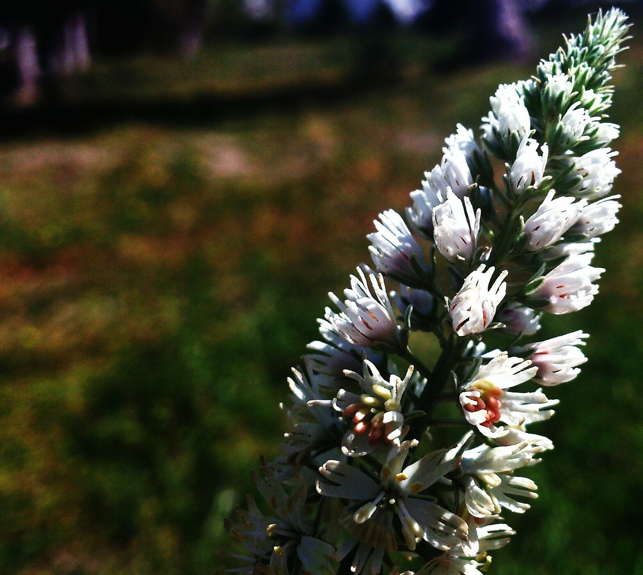 flower, fragility, freshness, growth, focus on foreground, close-up, beauty in nature, petal, nature, flower head, blooming, plant, in bloom, white color, season, blossom, branch, outdoors, springtime, day