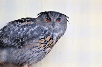 Close-up portrait of a bird against wall