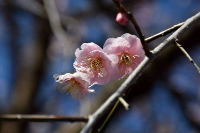 Close-up of pink cherry blossoms in spring