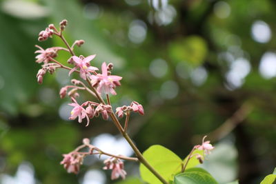 Close-up of pink flowering plant