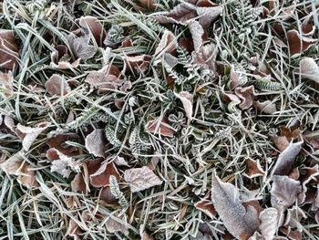 Full frame shot of plants during winter