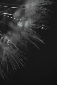 Macro shot of spider web