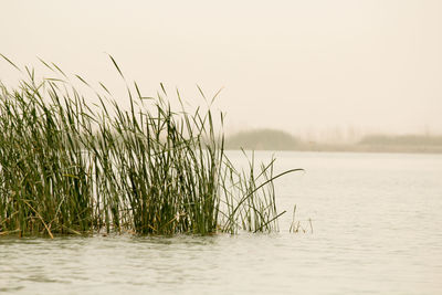 Scenic view of lake