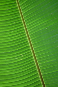 Full frame shot of leaf