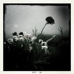 Plants growing on field