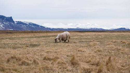 Ram  in a dry field of iceland