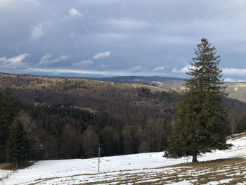 Trees on snow covered land against sky