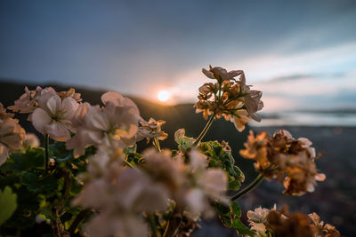 Close-up of flowering plant against sky