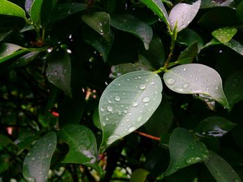 Close-up of dew drops on leaves