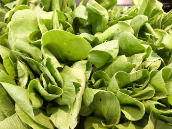 Close-up of vegetables for sale in market