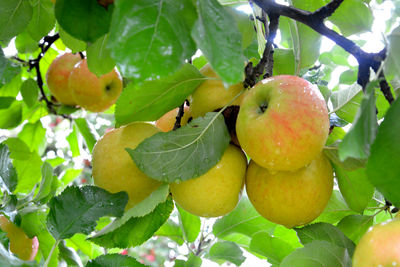 Close-up of fruits on tree