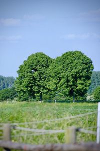 Trees on field against sky