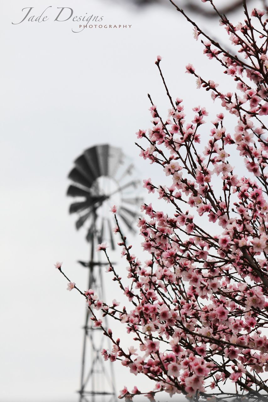 LOW ANGLE VIEW OF PINK FLOWERING TREE