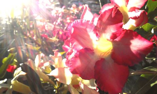 Close-up of pink flowers