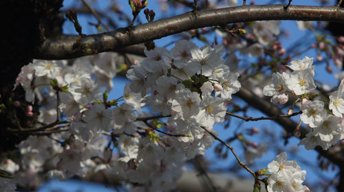 Low angle view of apple blossoms in spring