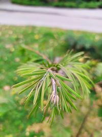 Close-up of flower growing on field