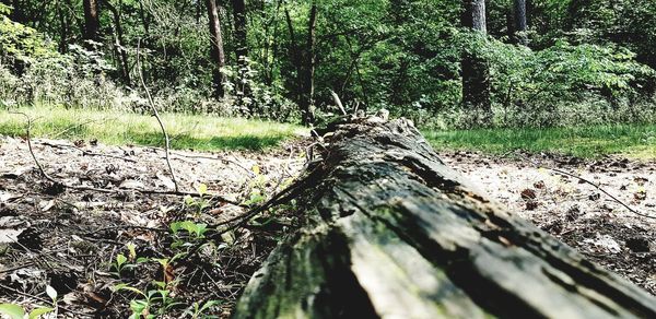 Sunlight falling on log in forest