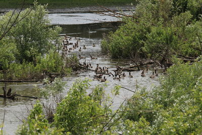 View of duck swimming in lake