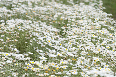 Close-up of white flowers blooming in field