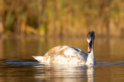 Youn swan swimming on a lake