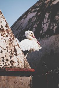 Close-up of pelican