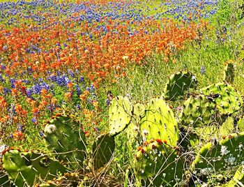 Plants growing on field