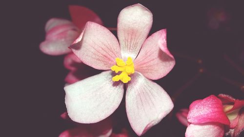 Close-up of pink flower