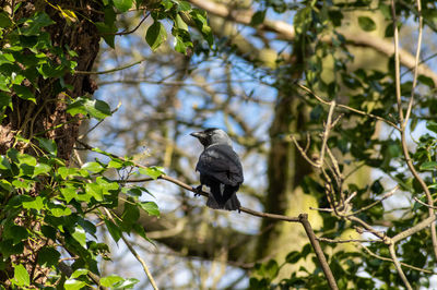 Low angle view of bird perching on tree