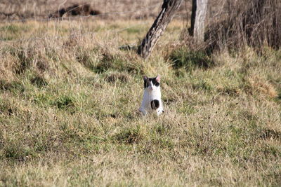 Cat sitting in grass