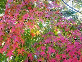 Full frame shot of pink flowering plant