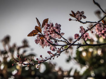 Low angle view of cherry blossoms against sky