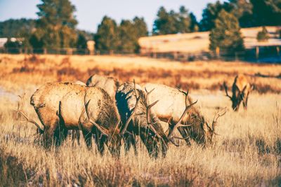 View of sheep on field