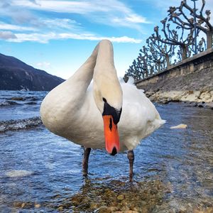 View of swan in lake