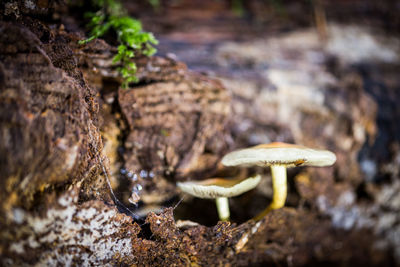 Close-up of mushrooms on rock